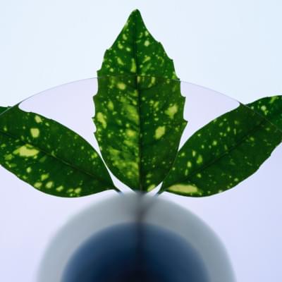 Transparences éphémères - Aucuba du Japon 2 carré.jpg